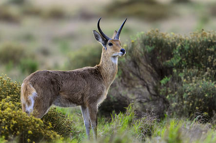 Reedbuck - Antelope - Kruger National Park, South Africa...