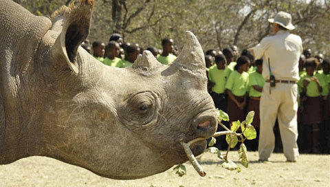 Krugerpark News - Rhino Calf Stomps Fun Into Facts - Online News 