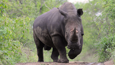 Kruger Park Times - Buffalo and rhino up for auction - Online News ...