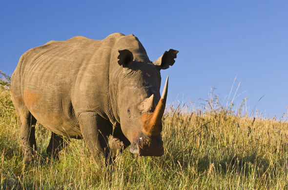 Images of African Rhinoceros - Big Five Wildlife