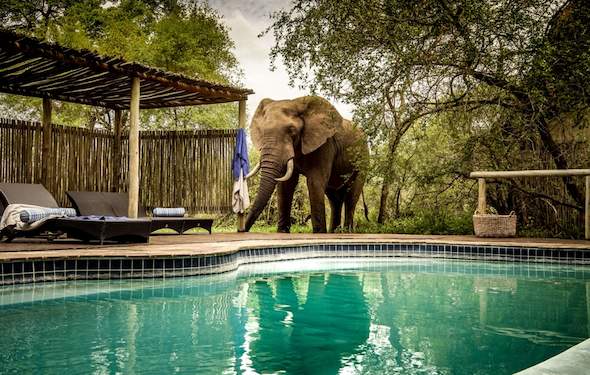 Rhino Post Safari Lodge - Kruger National Park Game Drives