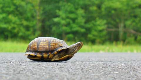 Kruger News - Road ecology under discussion to reduce roadkills