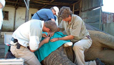 Kruger Park News - SANParks salutes pioneering wildlife vet