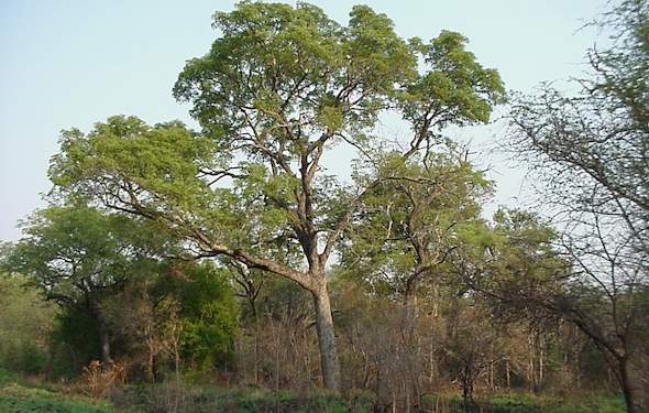 How Fast Do Trees Grow Per Year