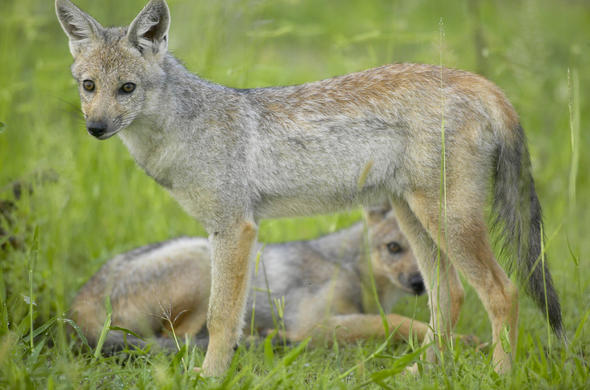 african jackal