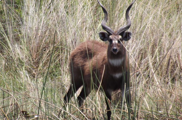 Sitatunga - Antelope - South African Wildlife