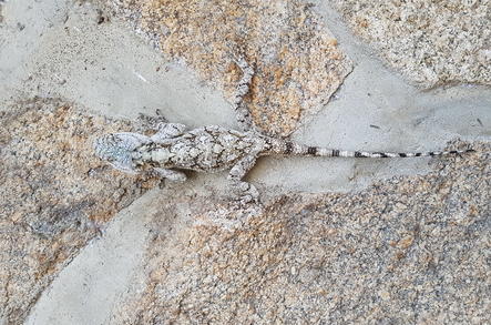 Southern Tree Agama - Reptiles - Africa