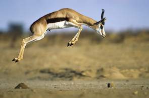 Springbok - Antelope - South Africa