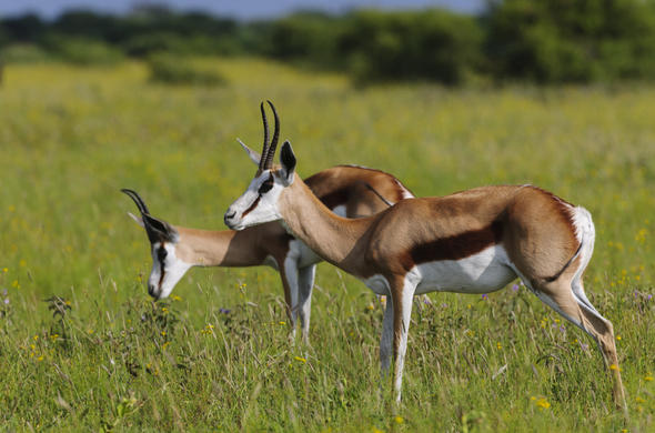 Images of Springbok - Antelope - South Africa