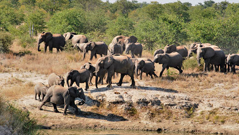 Kruger Park News - Elephants play key role in tree losses