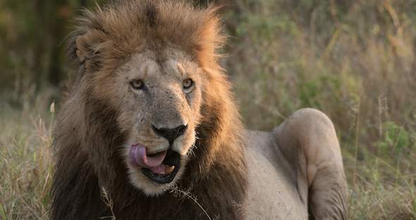 4 Day Tantalizing Kruger Safari Trip - Kruger National Park