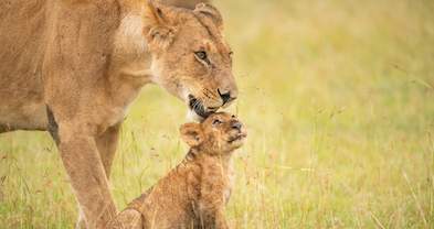 Classic Guided Safari Packages - Kruger Park Guided Tours