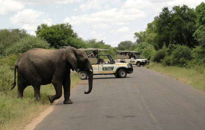 Open Vehicle Game Drives - Kruger National Park