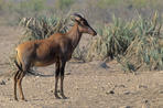 tsessebe safari international