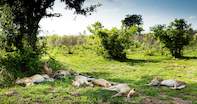 african safari elopement