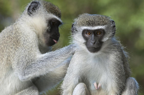 Vervet Monkey - Primate - Africa Mammal Guide