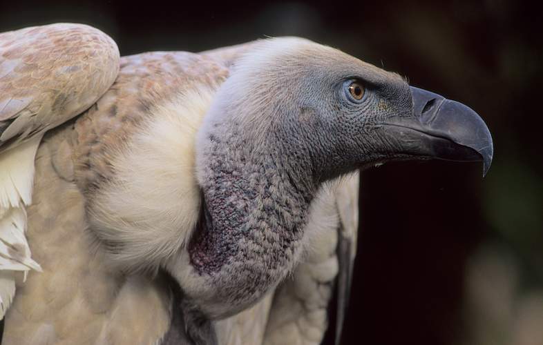 Kruger Park Times - Vulture Muti Poisoning - Online News Publication...