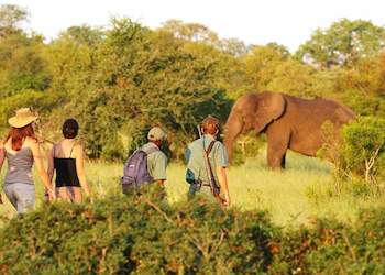 Kruger Park Safari : Siyabona Africa Premier, Luxury and Classic Packages