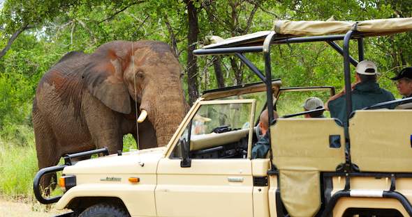 Kruger Walking Safari