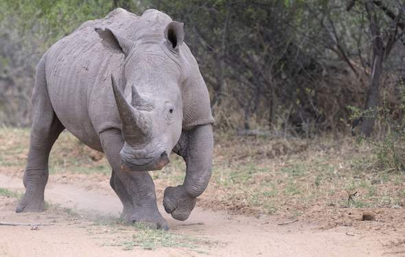 Kruger Park Times - Rhino Involved In Automobile Accident - Online News ...