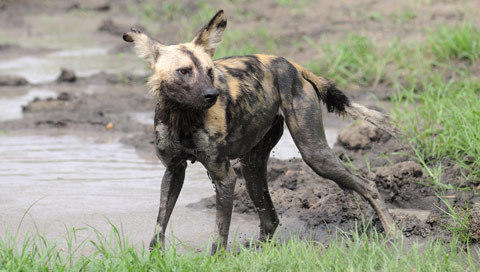 Images of Wild Dog - Carnivore - South Africa