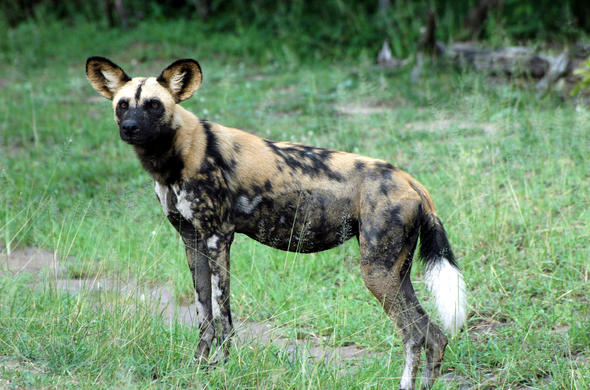 why are african wild dogs important