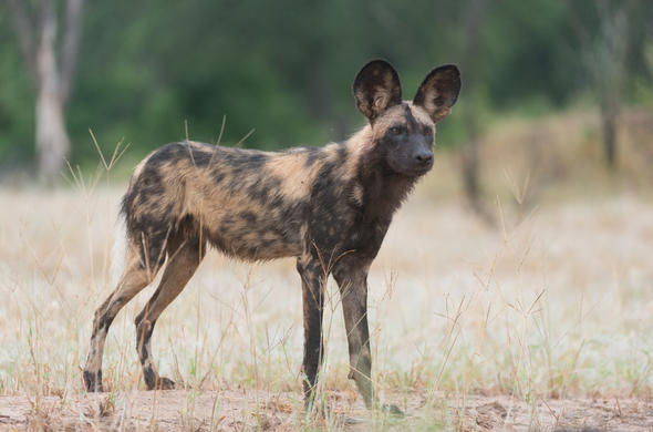 Images of Wild Dog - Carnivore - South Africa