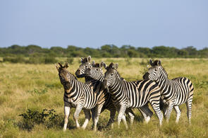 Zebra in Southern Africa - Burchell’s & Mountain Zebra